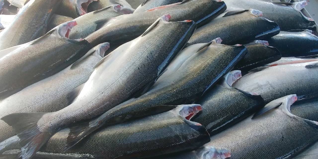 Coho salmon ready for freezing aboard the Ocean Belle.